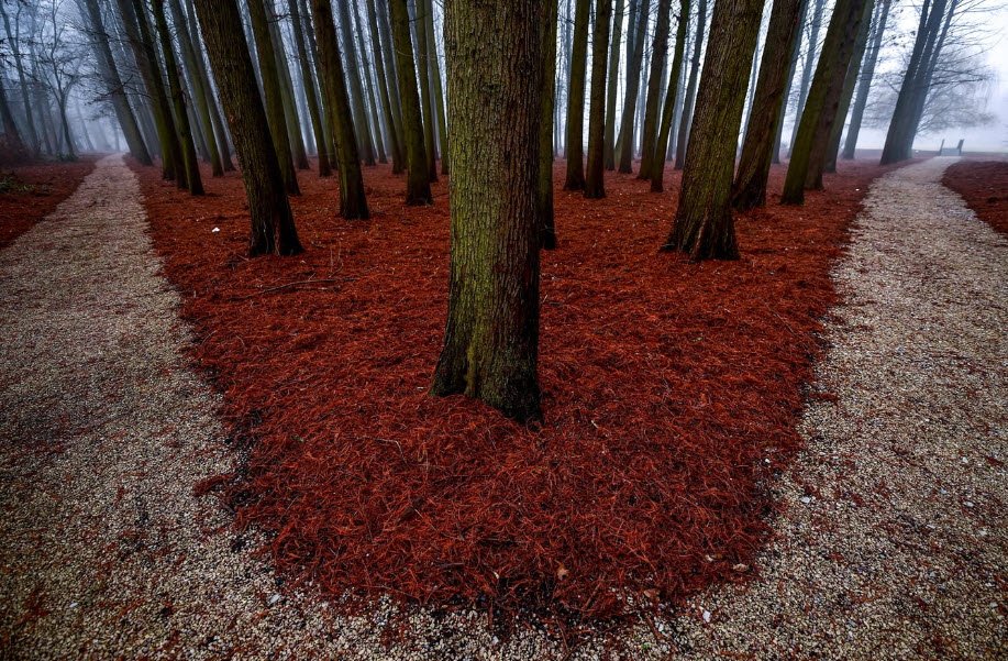 Tiszaigari arborétum Természetvédelmi terület, Tiszaigar, Hungary, Hungary